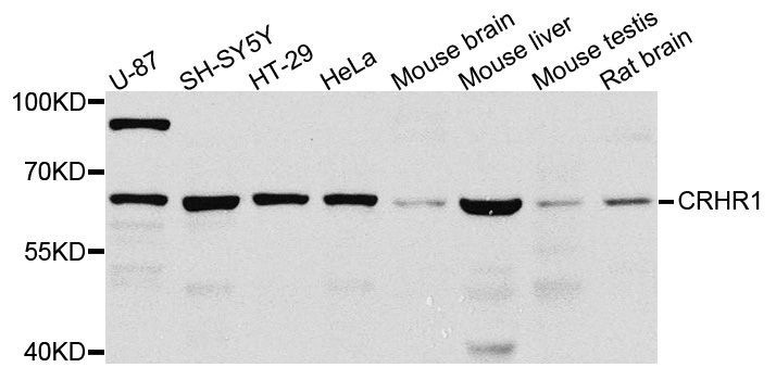 Western blot - CRHR1 antibody (144-08409)