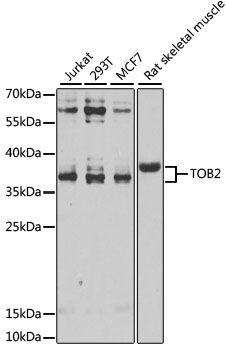 Western blot - TOB2 antibody (144-07223)