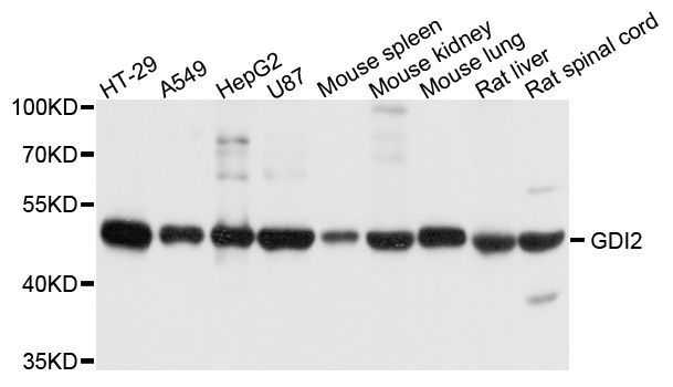 Western blot - [KO Validated] GDI2 Polyclonal Antibody (144-08615)