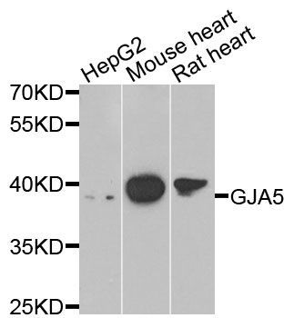 Western blot - GJA5 antibody (144-07231)