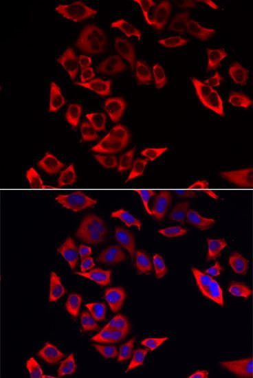 Immunofluorescence - RPL9 antibody (144-013632)