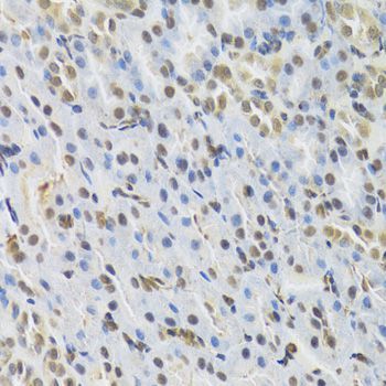 Immunohistochemistry - RUNX1 Antibody (144-02055)