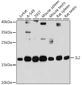 Western blot