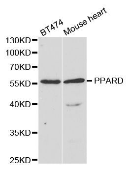 Western blot - PPARD antibody (144-05656)