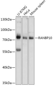 Western blot