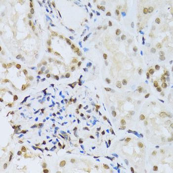 Immunohistochemistry - MAPK3 Polyclonal Antibody (144-00228)
