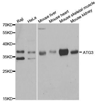 Western blot - ATG3 antibody (144-05809)