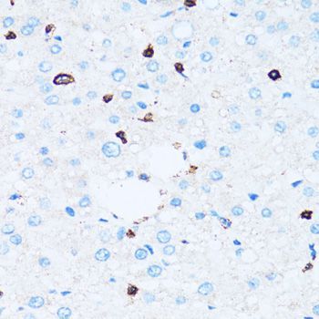 Immunohistochemistry - SPN antibody (144-06412)
