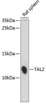 Western blot