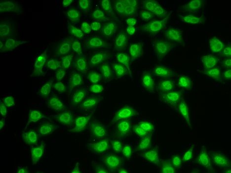 Immunofluorescence - PSMB9 antibody (144-01771)