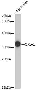 Western blot