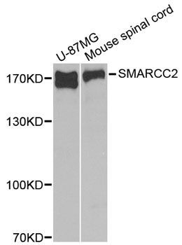 Western blot - SMARCC2 antibody (144-01967)