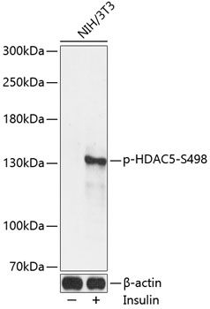 Western blot