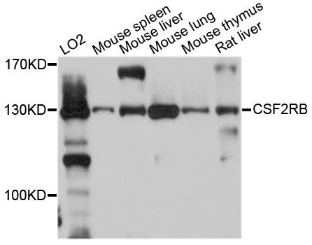 Western blot - CSF2RB Polyclonal Antibody (144-600561)