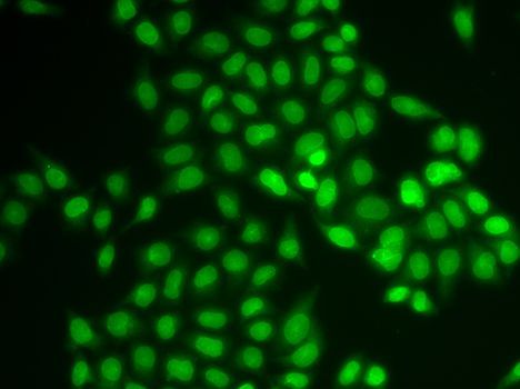 Immunofluorescence - UBE2V1 Polyclonal Antibody (144-06316)