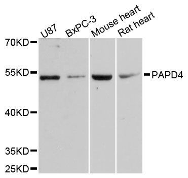 Western blot - PAPD4 antibody (144-60249)