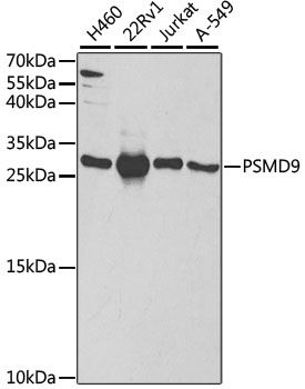 Western blot - PSMD9 antibody (144-05357)