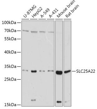 Western blot