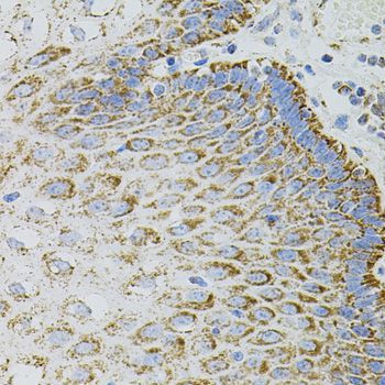 Immunohistochemistry - EPO antibody (144-05663)