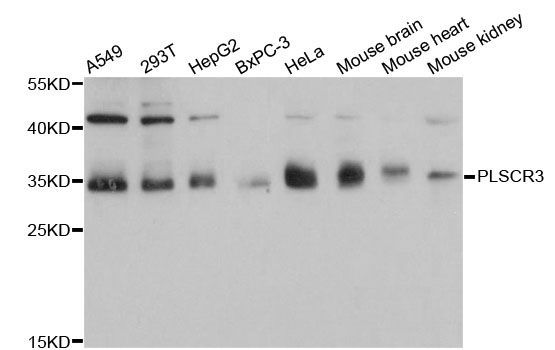 Western blot - PLSCR3 antibody (144-012371)