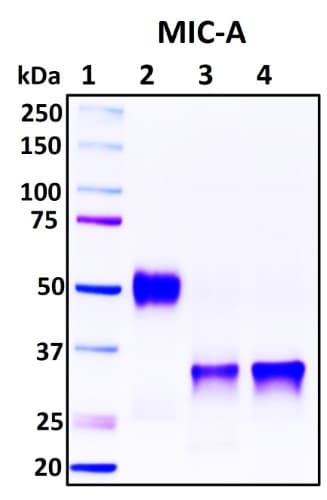 SDS-PAGE Image