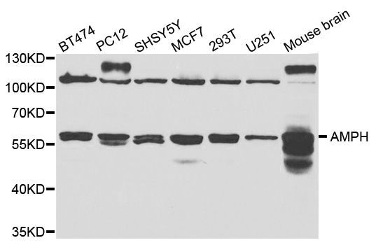 Western blot - AMPH antibody (144-05389)
