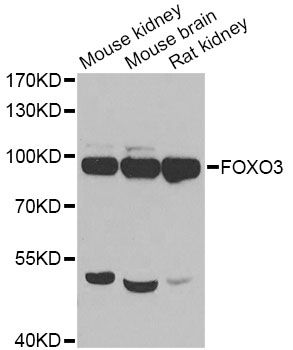 Western blot - FOXO3 Polyclonal Antibody (144-00102)
