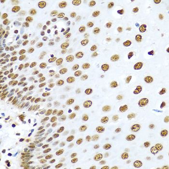Immunohistochemistry - HNRNPR antibody (144-05883)