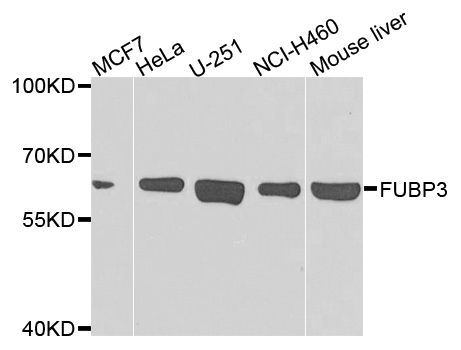 Western blot - FUBP3 Polyclonal Antibody (144-07948)
