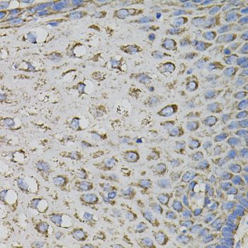 Immunohistochemistry - PTPRC antibody (144-02115)