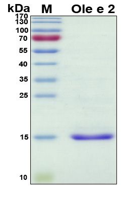 SDS-PAGE