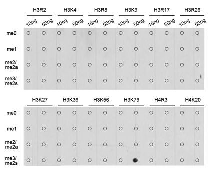 Dot Blot - TriMethyl-Histone H3-K79 pAb (144-61342)