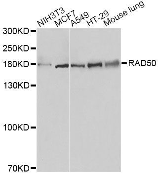 Western blot - RAD50 Polyclonal Antibody (144-60013)