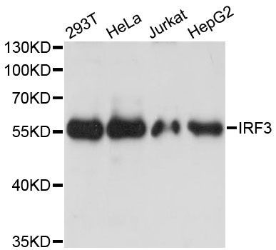 Western blot - [KO Validated] IRF3 Polyclonal Antibody (144-11118)