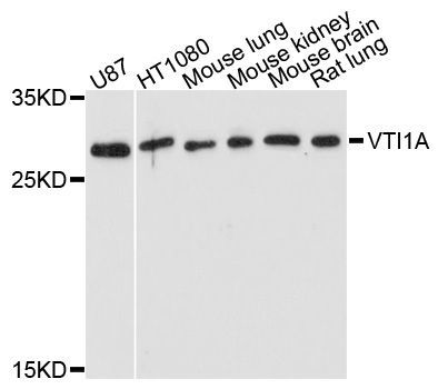 Western blot - VTI1A antibody (144-05162)