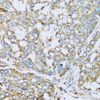 Immunohistochemistry - COX6A1 antibody (144-03798)