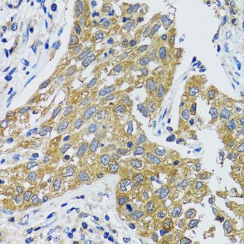 Immunohistochemistry - GOT1 Polyclonal Antibody (144-05822)
