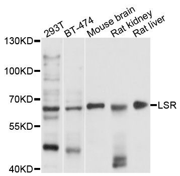 Western blot - LSR antibody (144-09340)