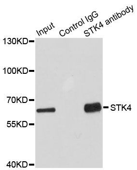 Immunohistochemistry - STK4 Polyclonal Antibody (144-08043)