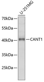 Western blot