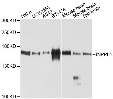 Western blot - INPPL1 Polyclonal Antibody (144-600505)