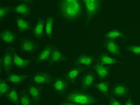 Immunofluorescence - CETN2 antibody (144-05397)