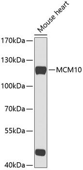 Western blot