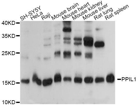 Western blot - PPIL1 antibody (144-014892)