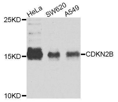 Western blot - CDKN2B antibody (144-05685)