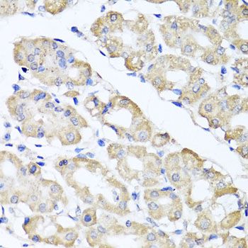 Immunohistochemistry - SPICE1 antibody (144-07855)