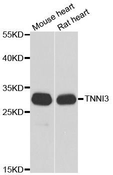 Western blot - TNNI3 Polyclonal Antibody (144-60010)