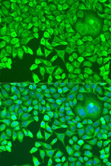 Immunofluorescence - pum1 antibody (144-013389)