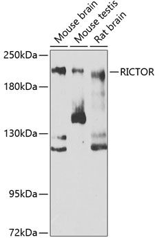 Western blot