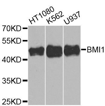 Western blot - BMI1 Polyclonal Antibody (144-00211)